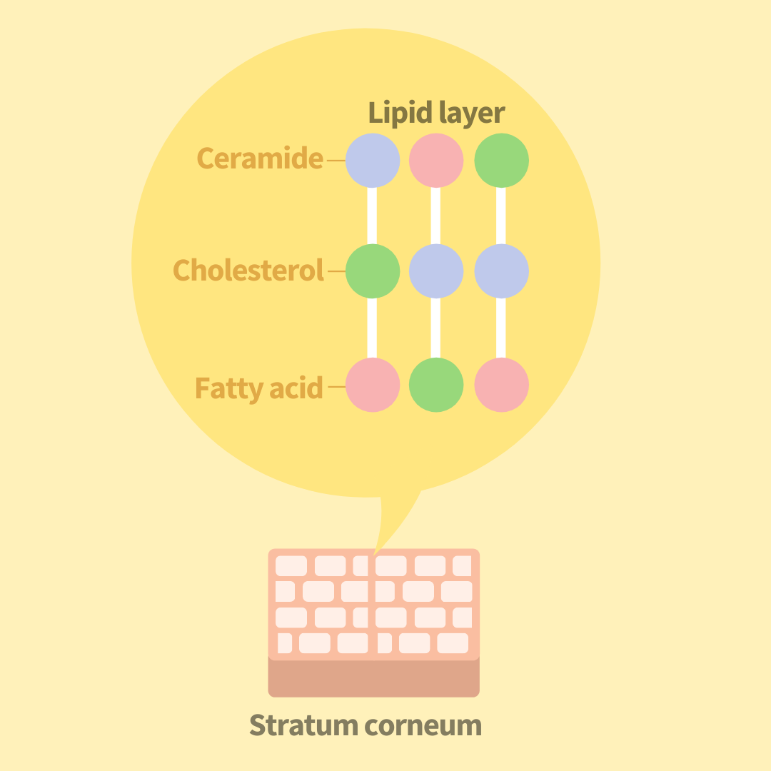 ingredient-highlight-ceramides